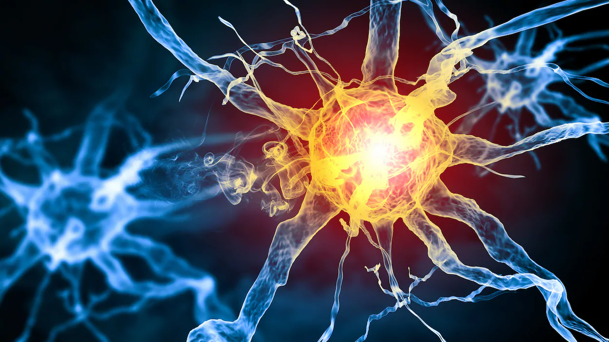 Notre intelligence serait en partie due à des « bogues » du cerveau