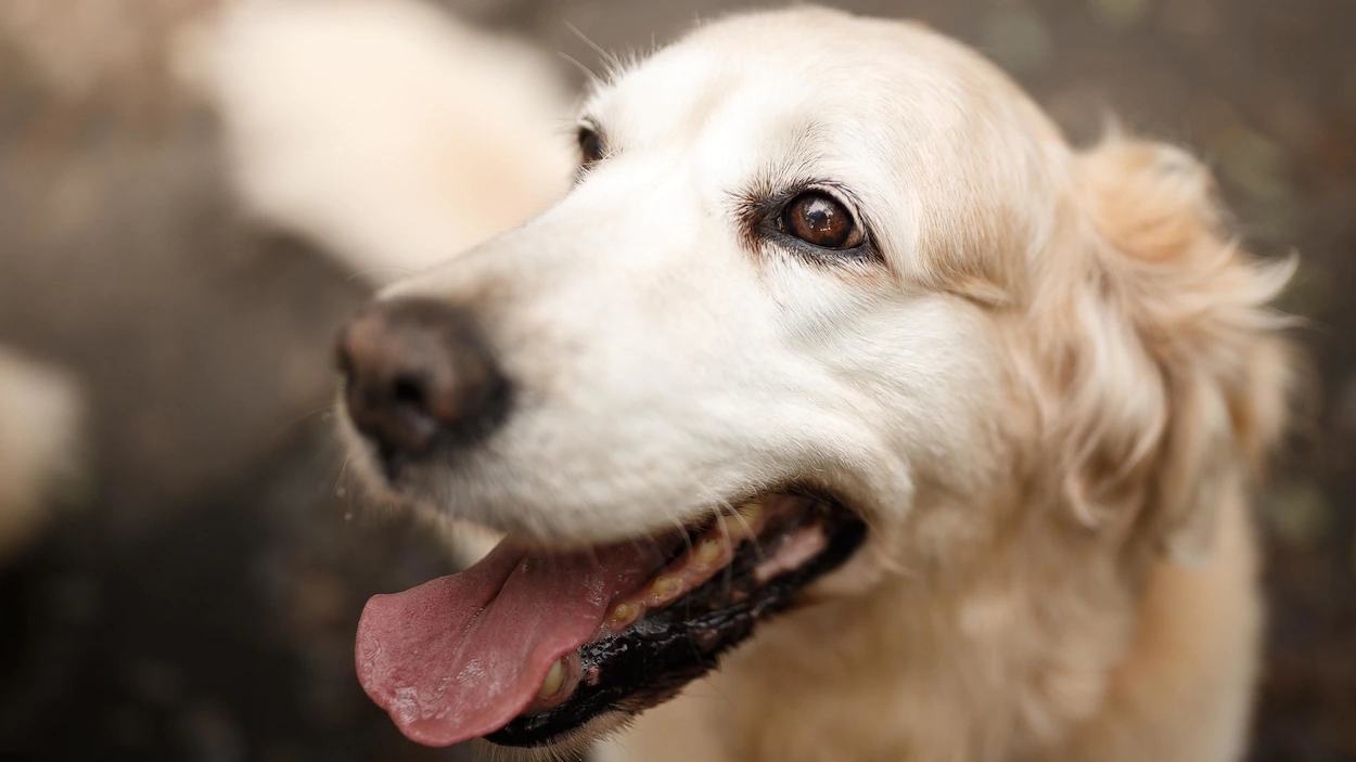 Les chiens sentent littéralement notre peur… et la partagent
