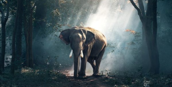 Journée de la Terre 2019 : « protéger nos espèces »