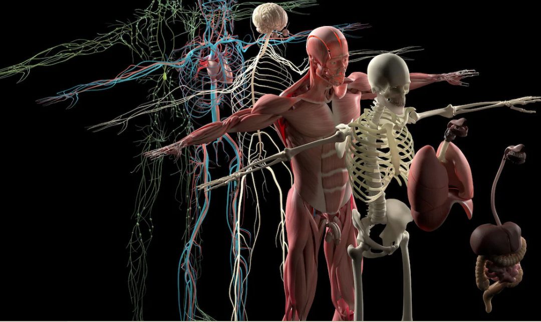 Quel âge ont vos organes?