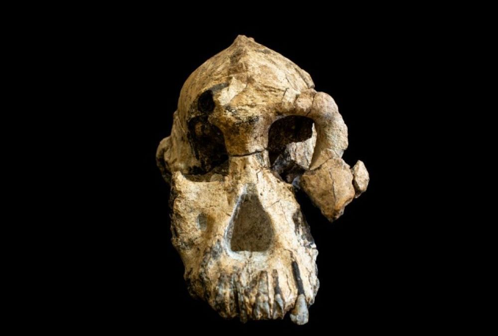Découverte d&rsquo;un crâne d&rsquo;australopithèque plus vieux que Lucy