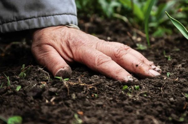 Pour nourrir la planète de demain, il faudra cultiver la terre autrement
