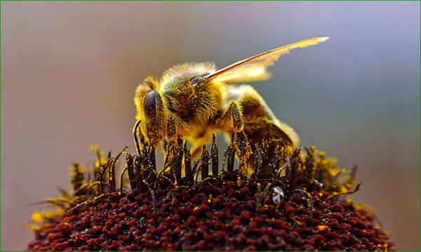 Là où les antibiotiques échouent, le miel fait des miracles