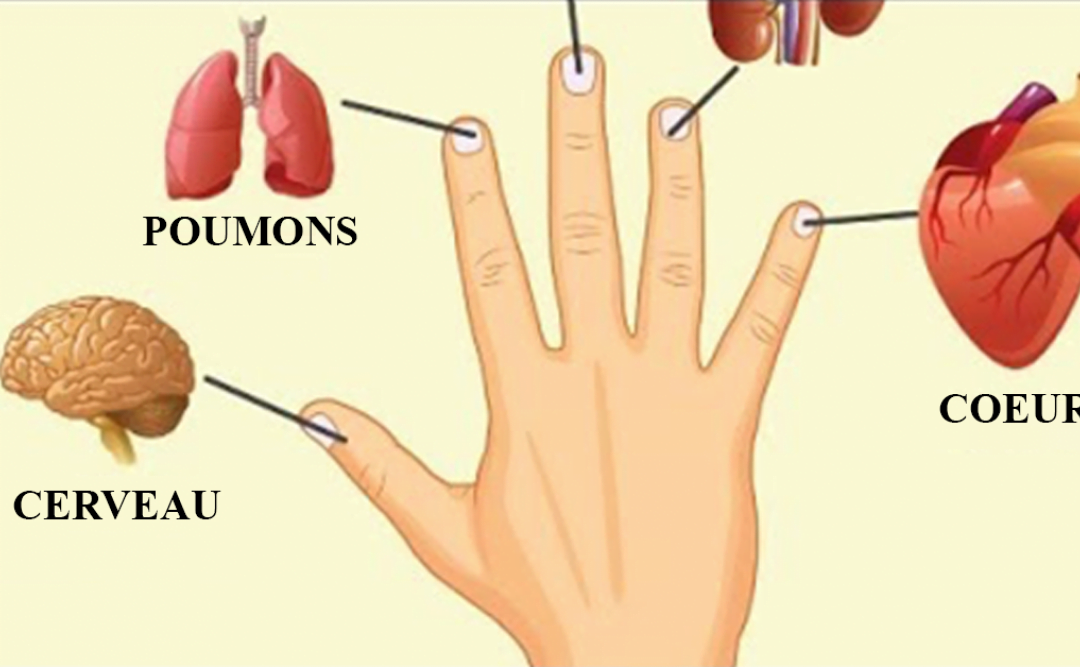 Vos doigts sont liés à vos organes, guérissez vos maladies avec cette méthode japonaise