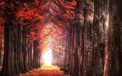 L’automne 秋