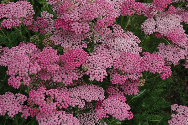 Alchimie florale : essence de fleur de millefeuille rose
