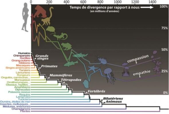 Une carte pour montrer que notre empathie change en fonction des espèces animales