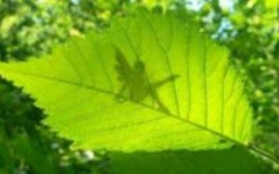 Création Equilibrée avec les Esprits de la Nature