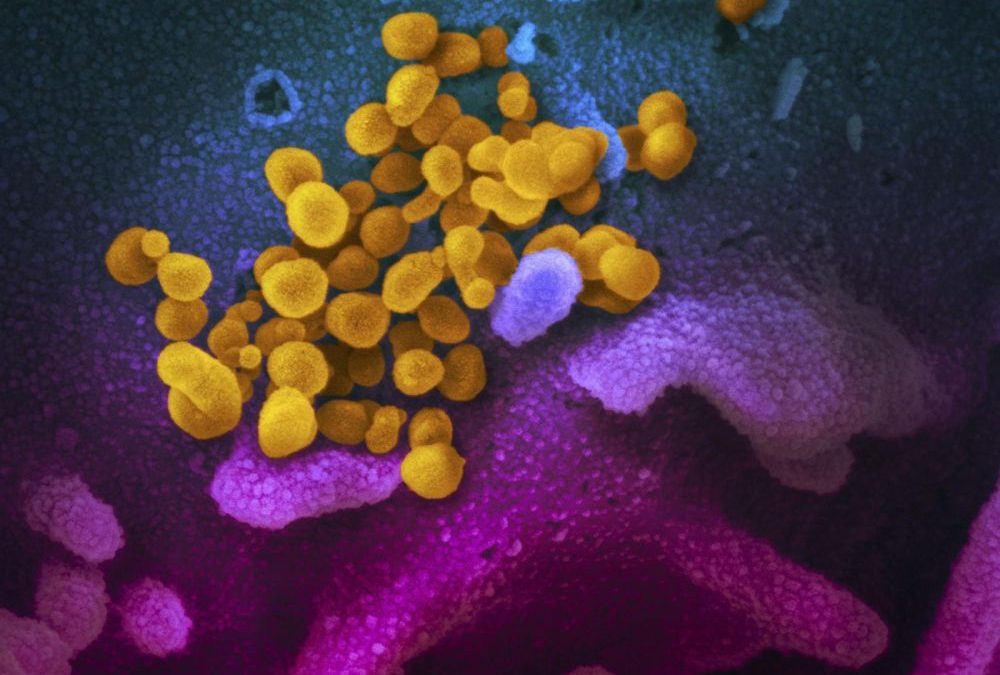 Covid-19 : le coronavirus serait un hybride de deux autres virus