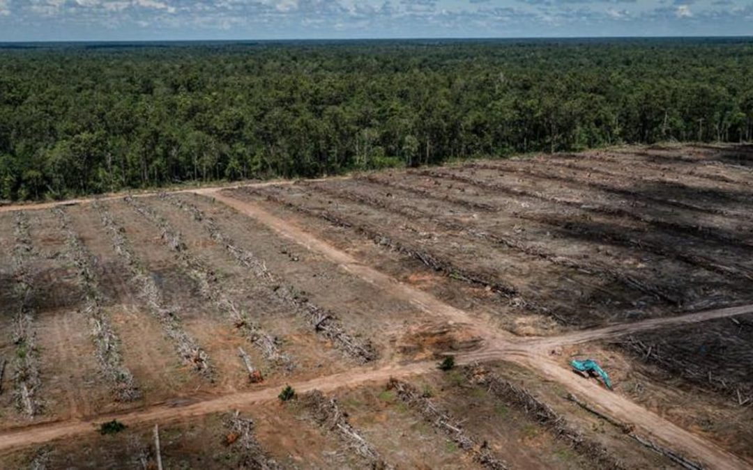 La crise sanitaire est liée aux actions humaines, selon un écologiste