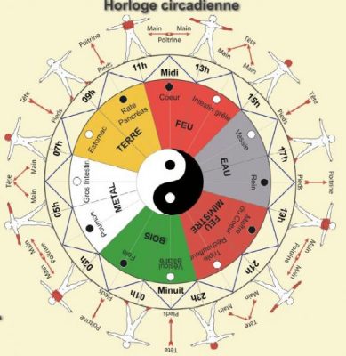 L&rsquo;horloge circadienne des méridiens en bio énergétique