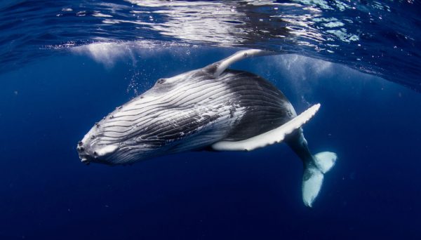Des signes d&rsquo;espoir pour sauver la vie dans les océans