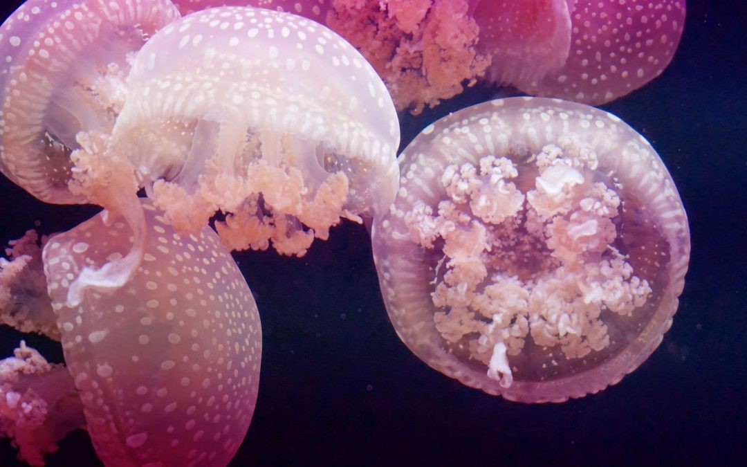 Philippines : les méduses roses envahissent la mer