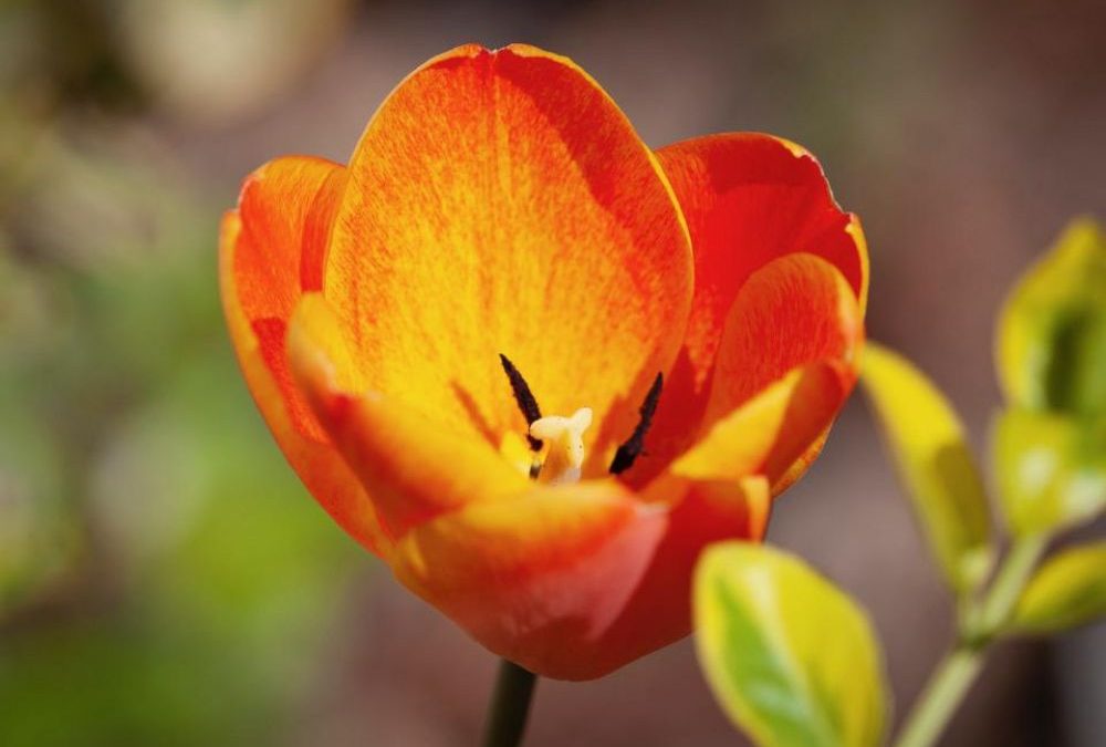 On a trouvé le « thermomètre » des fleurs