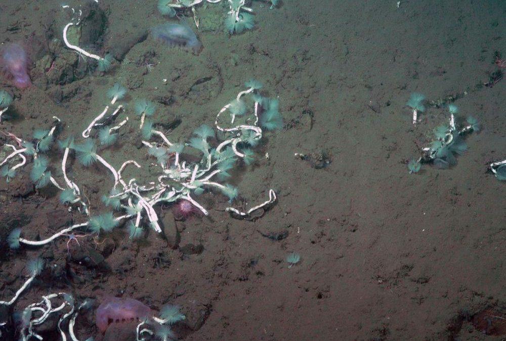 Des vers s&rsquo;associent avec des bactéries pour utiliser le méthane des fonds marins