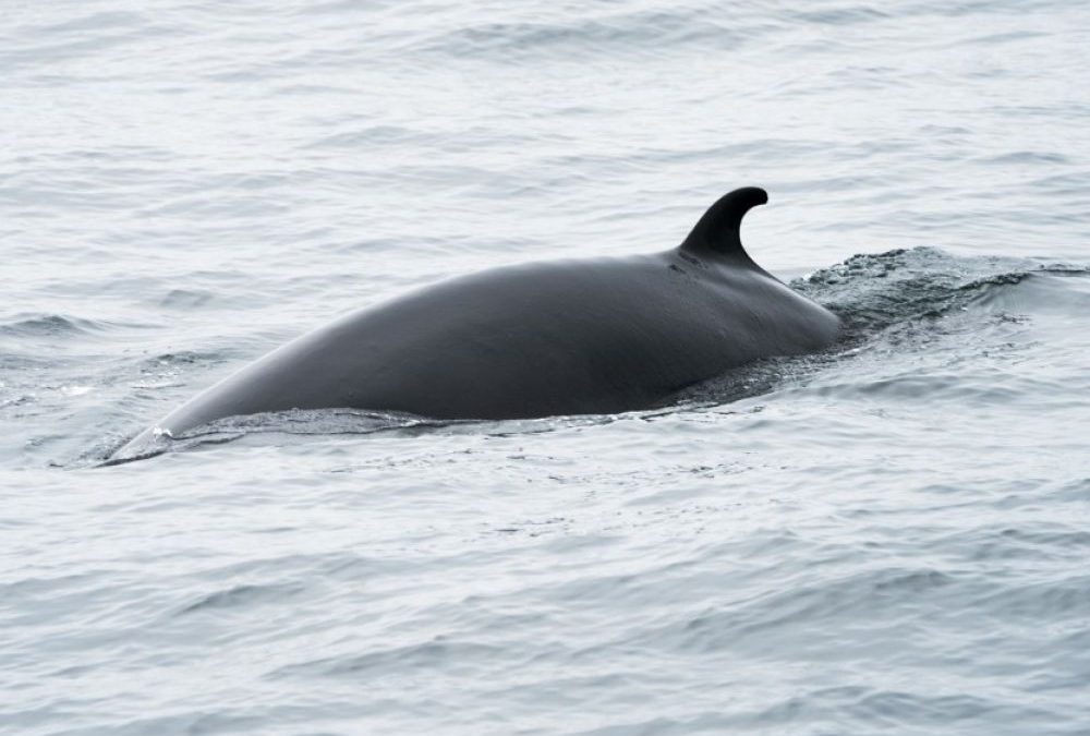 L&rsquo;Islande renonce à chasser des baleines pendant l&rsquo;été 2020