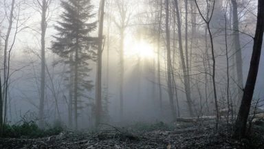D’où vient cette odeur de terre si particulière libérée par la pluie ?