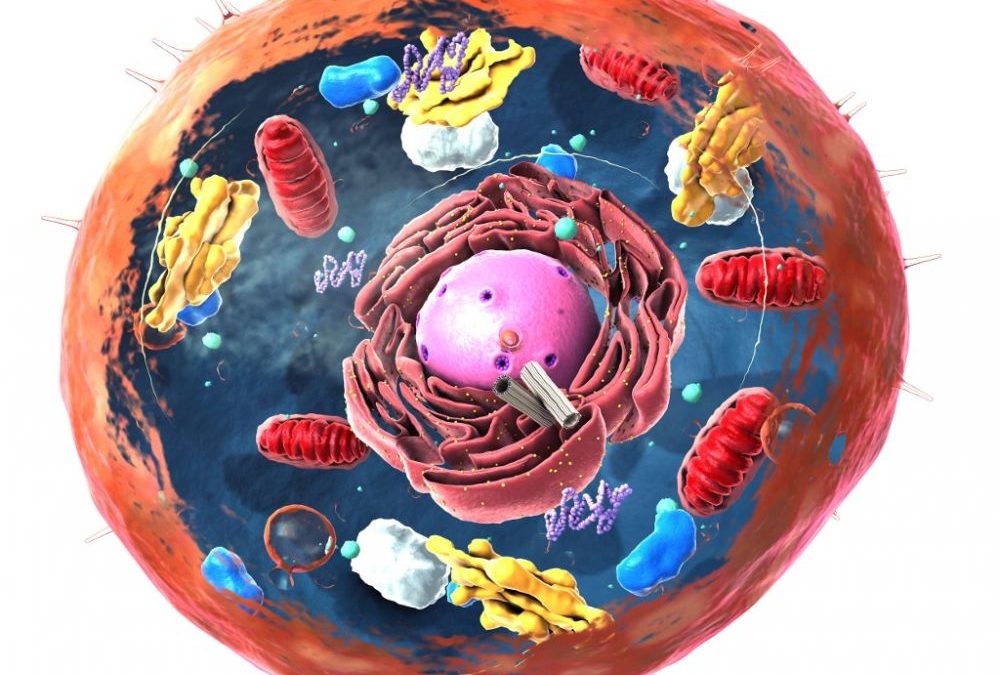 Nettoyer les cellules sénescentes pour retarder le vieillissement ?