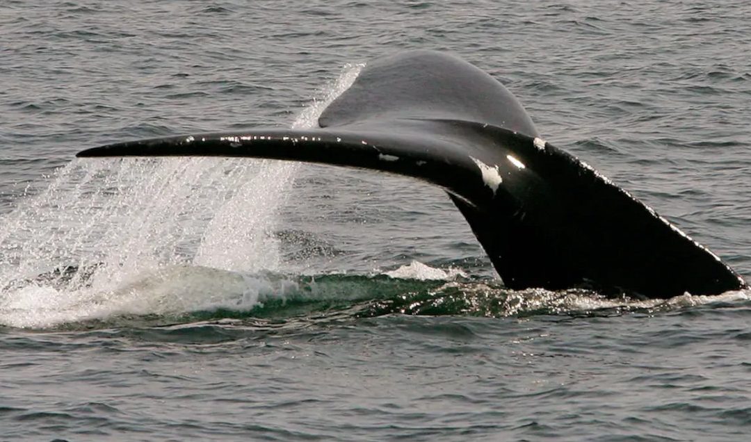 Océans silencieux, baleines heureuses