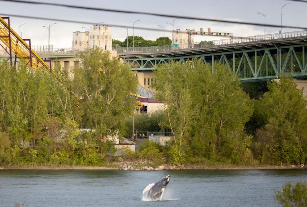 Canada : une baleine à bosse s&rsquo;égare à Montréal