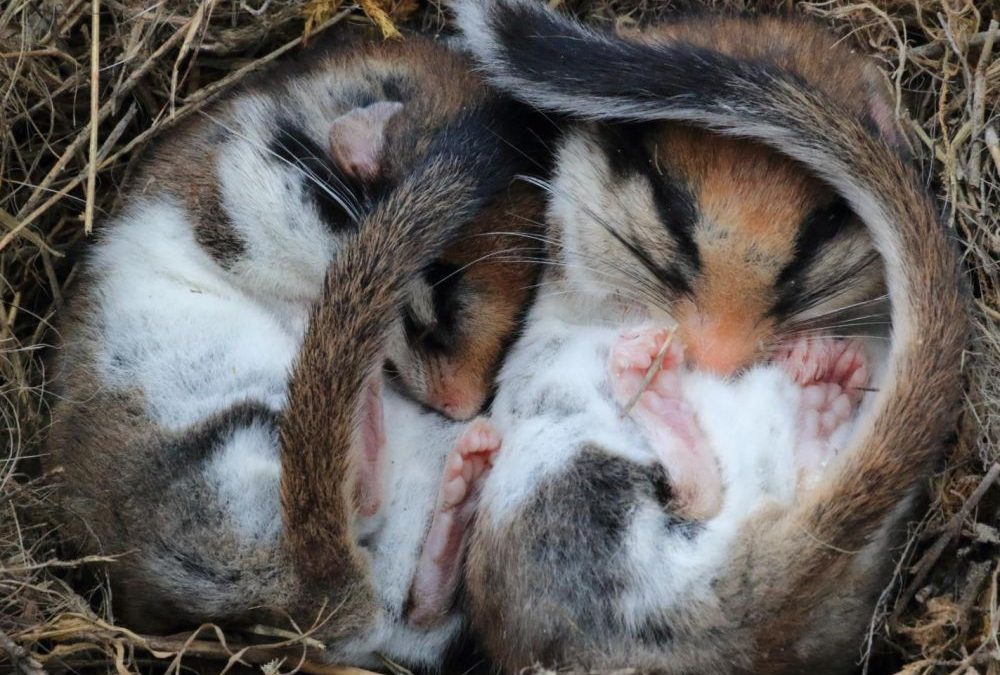Il est possible de plonger dans un état d&rsquo;hibernation des souris et des rats, et potentiellement d&rsquo;autres mammifères