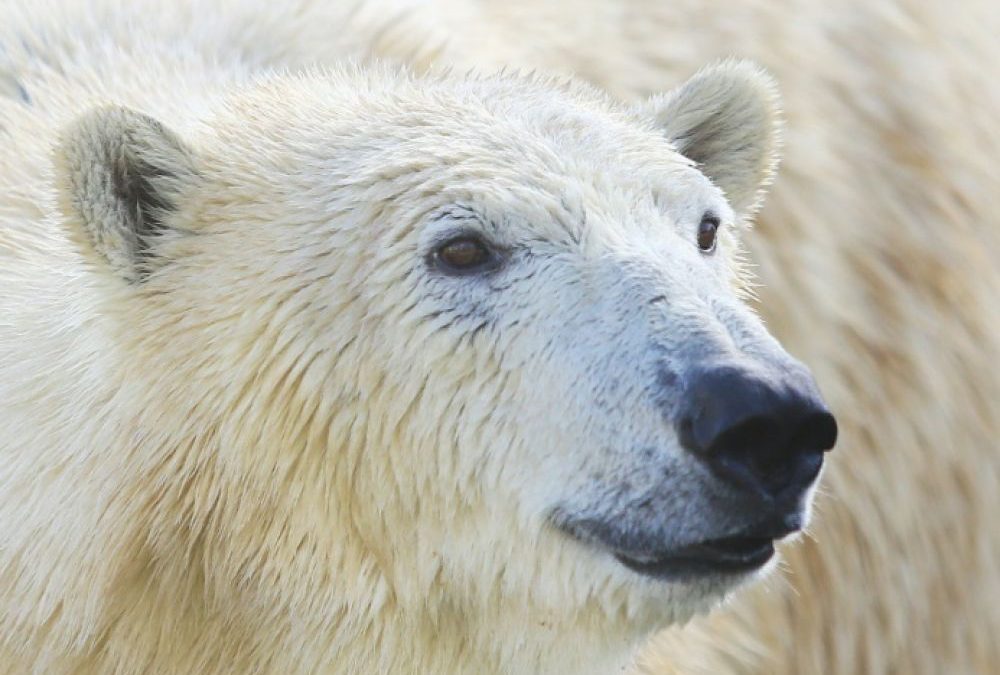 Réchauffement climatique : vers l&rsquo;extinction des ours polaires d&rsquo;ici la fin du siècle