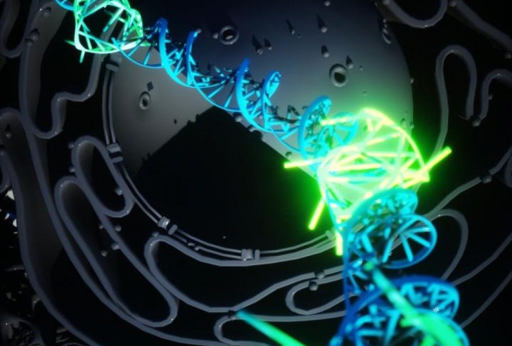 Une quadruple hélice d’ADN formée naturellement et observée pour la première fois dans des cellules humaines