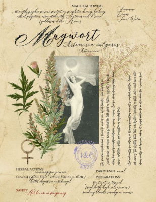 Jardin des plantes : armoise & artémis