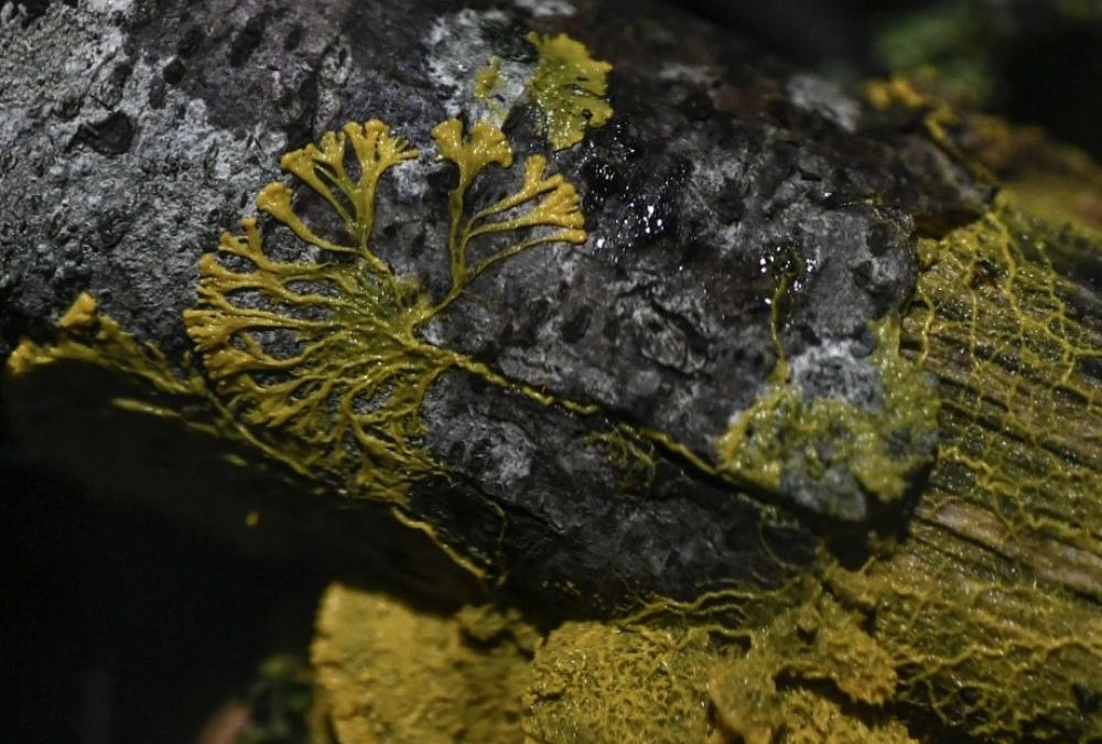Ces créatures immortelles… ou presque