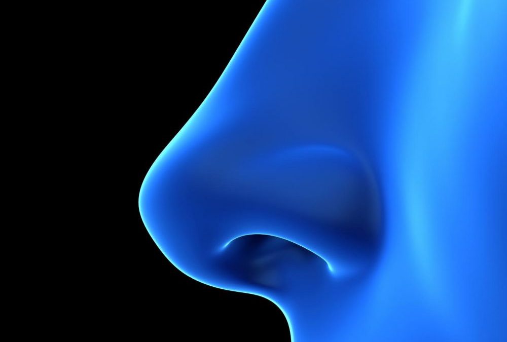 Covid-19 : au fond du nez, les cellules olfactives sont des voies d&rsquo;entrée du coronavirus