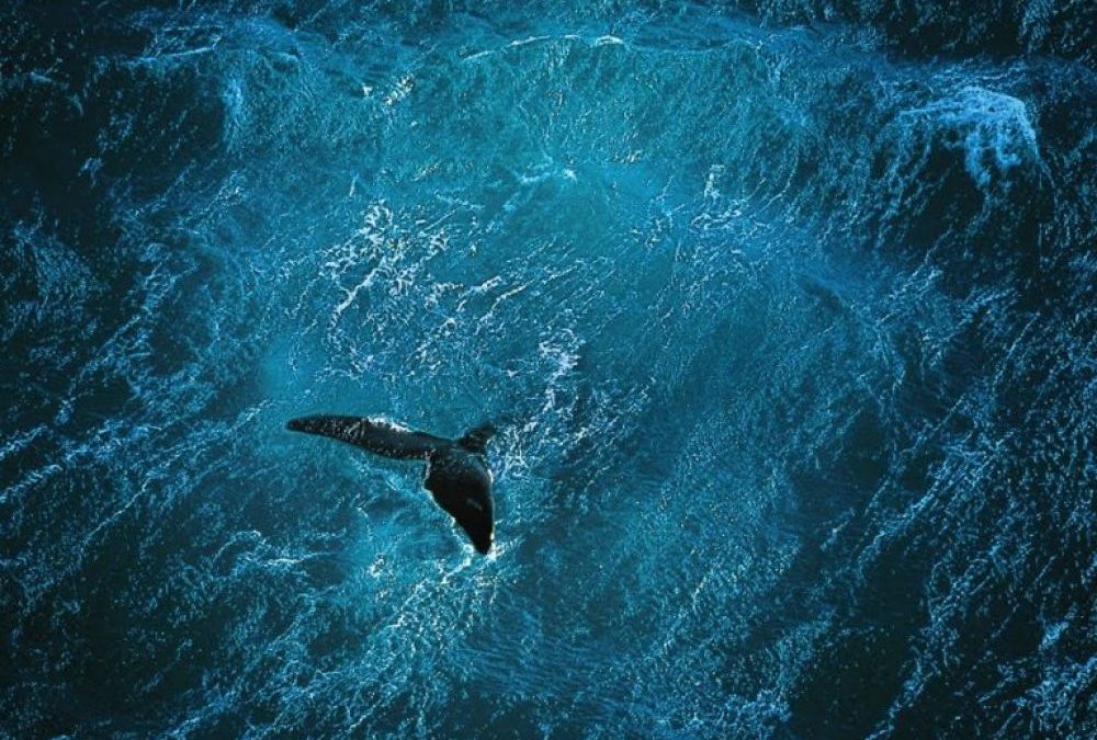 Les Nations Unies consacrent la nouvelle décennie à la sauvegarde des océans