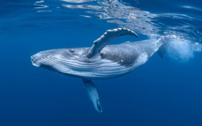 Magnifique message du peuple des baleines