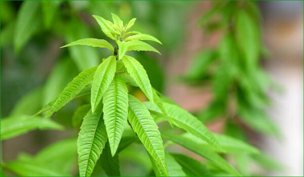 La verveine, apaisante et digestive