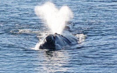 Message des Baleines