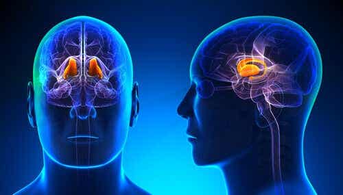 Le thalamus : ses caractéristiques et ses fonctions