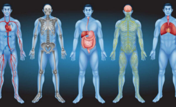 Fibromyalgie : la piste des fascias