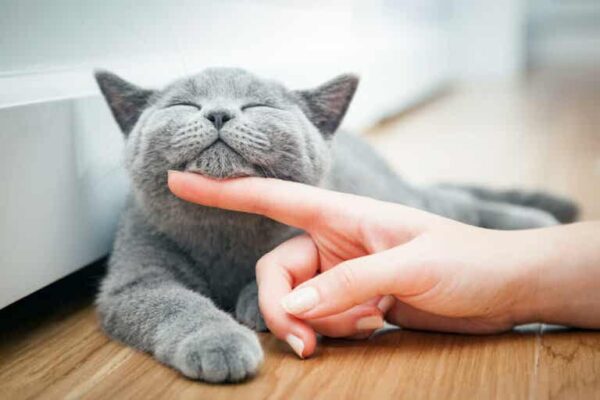 Décalogue d&rsquo;un chat pour être heureux