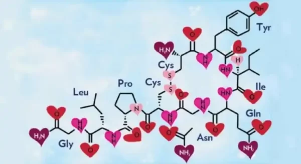 L&rsquo;ocytocine, l&rsquo;hormone de l&rsquo;amour et du bonheur