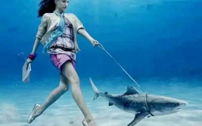 Message des Requins