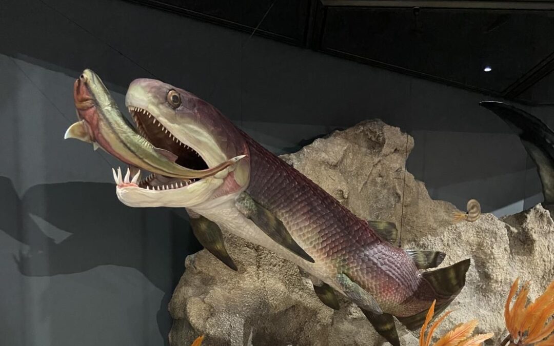 Le plus vieux cœur du monde dans un fossile de poisson blindé