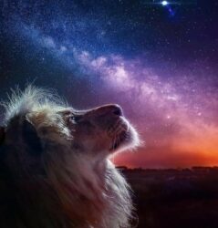 Pleine Lune du Lion 2023