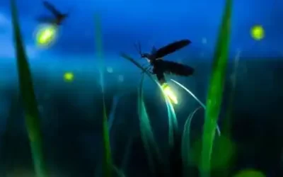 La métaphore de la luciole : être lumière dans l’obscurité