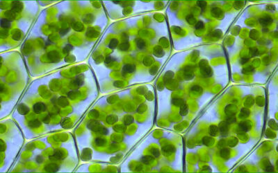 La chlorophylle concentrée, pour éviter l’Acidose, l’Hypoxie…