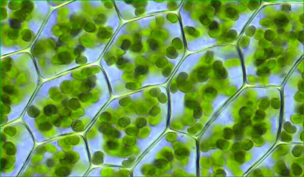 La chlorophylle concentrée, pour éviter l’Acidose, l’Hypoxie…