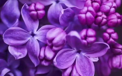 Que signifie la couleur lilas en psychologie ?