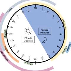 Maigrir : l&rsquo;importance de mieux respecter les horloges biologiques