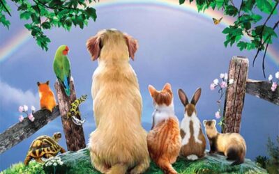 Votre animal de compagnie est-il décédé récemment ou êtes-vous toujours en deuil ?