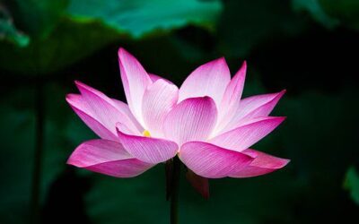 vous êtes le lotus s&rsquo;épanouissant au dessus de la vase!