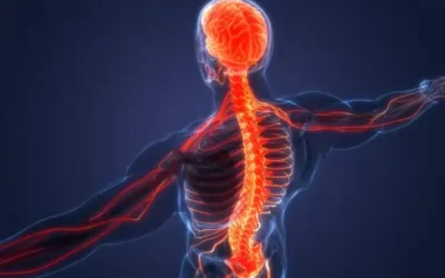 Système nerveux sympathique et parasympathique : différences et caractéristiques