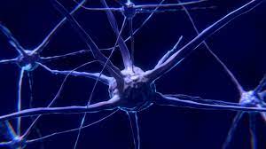3013 neurones: la carte la plus complète d’un cerveau